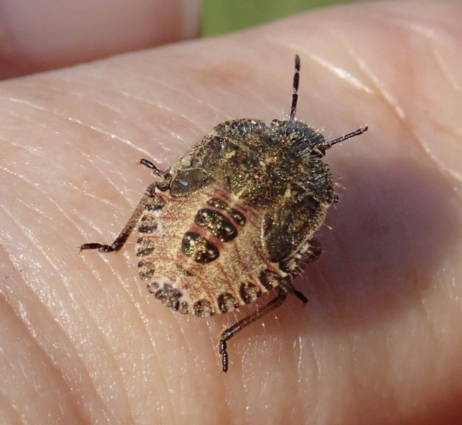 Pentatomidae: Dolycoris baccarum (ninfa) del Veneto (TV)